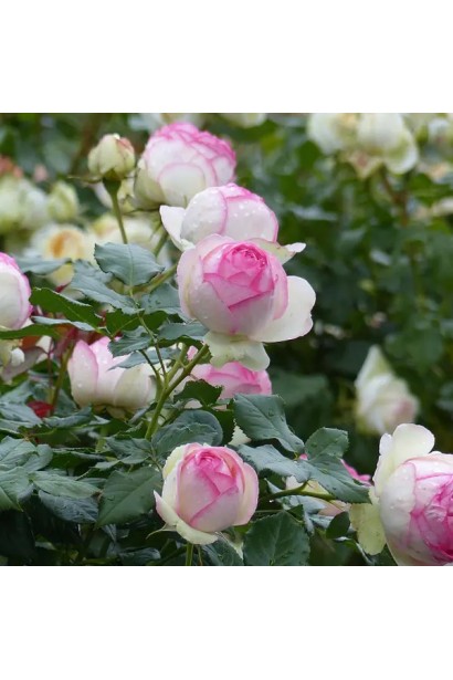 Квіти троянди Пєр крупним планом із блискучим листям